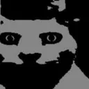 CatStare CatStare