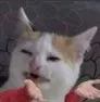 catwtf