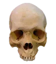 21212531_skeletonpngfreedownload