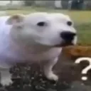 huhdog