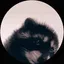 raccoon