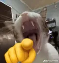 catlaugh