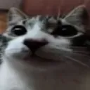 gato2