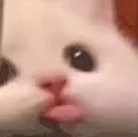 catblep