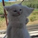 Cathug cathug Discord Emoji