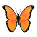bbutterfly02