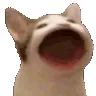 UBO_gatoboca