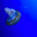 jellyfish jellyfish