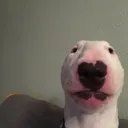 kayladog