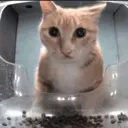ca37horrified