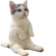 catsit
