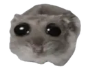 SadHamster