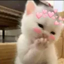 SR7_shycat1