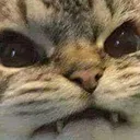 feral feral