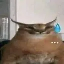 kobtnoigi
