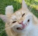 hehehehecat