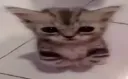 cat0