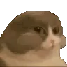 chewy