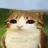 catowl