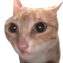 bobguh bobguh