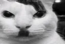 Kitler1