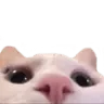 kitty_lurk