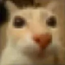 gato