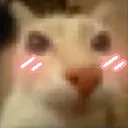 gatosonrojado