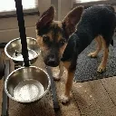Doggy