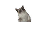 no no