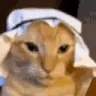 CatArab