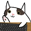 catkeyboardwarrior
