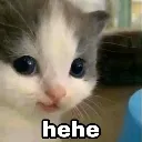 Hehe_cat_gg
