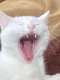 catscream catscream