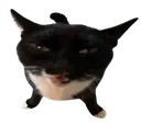 stupidblackcat