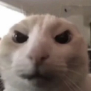 cb_angery_kitty Discord emoji
