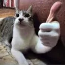 thumbsupdog