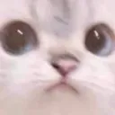 cat_looks_ok