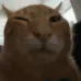 catsideeyeingcatsus