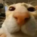 bro