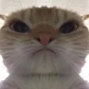 cat_angry