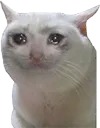 cry