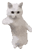 Catpls CatPls Discord Emoji