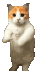 Catpls CatPls Discord Emoji
