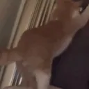 z_cat_shake