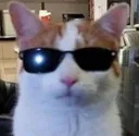 coolkat