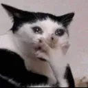 59550catcry Discord Emoji