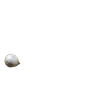 Pearl_Millet_Grain
