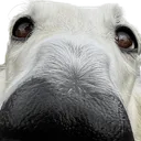 ora_snoot