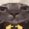 Pleadkat Pleadkat